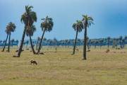 Palmen, Rinder und Schafe in der Nähe der Küste