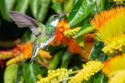 Kolibris im Nationalpark Santa Teresa