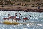 Am morgen sind einige Flamingos nahe unserem Übernachtungsplatz