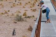 Magellanpinguin am Cabo dos Bahias