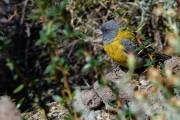 Auch viele Vogelarten sind in Pali Aike anzutreffen