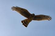 Großer Greifvogel in Pali Aike