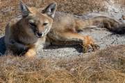 Ein kranker Fuchs am Ufer der Laguna Ana
