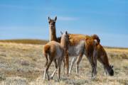 Guanaco mit Kind an der Laguna Ana