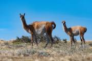 Guanaco mit Kind an der Laguna Ana