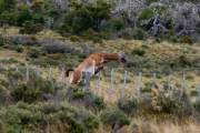 Guanaco springt über den Zaun 1
