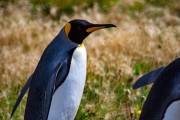 Königspinguin