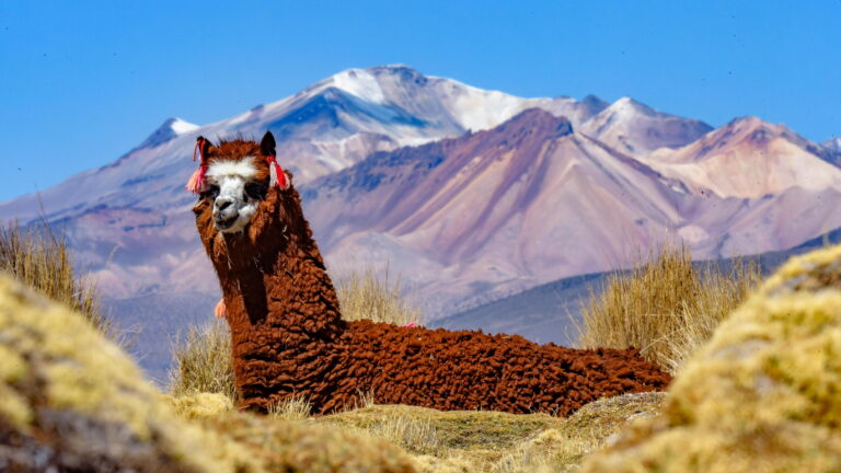 Nationalpark Sajama
